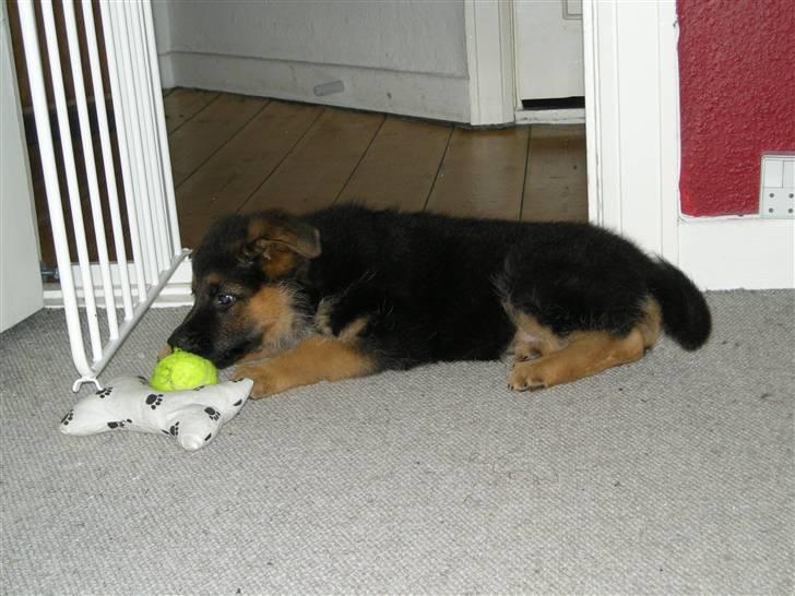 Schæferhund Silke R.I.P. mors engel - 8 uger gammel billede 12