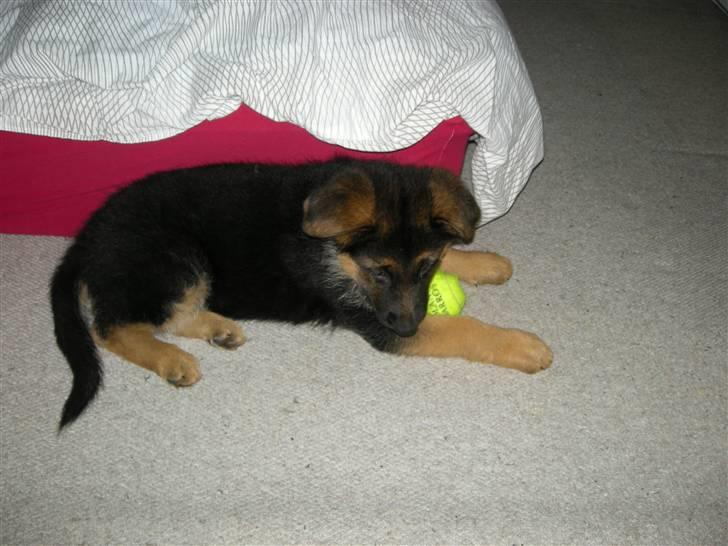 Schæferhund Silke R.I.P. mors engel - 8 uger gammel billede 13