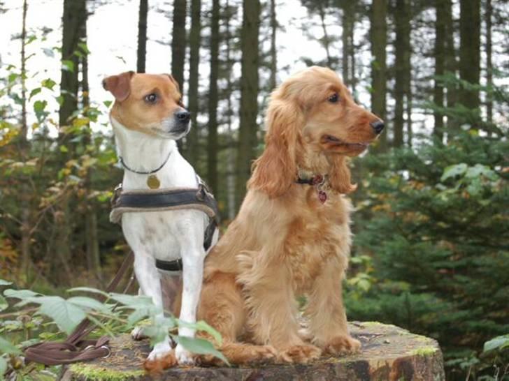 Cocker spaniel Sille - Siile og Djup i skørping hundeskov billede 13