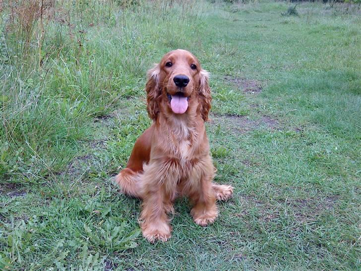 Cocker spaniel Sille - Halløj billede 14