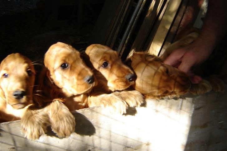 Cocker spaniel Sille - Sille og søskende billede 15