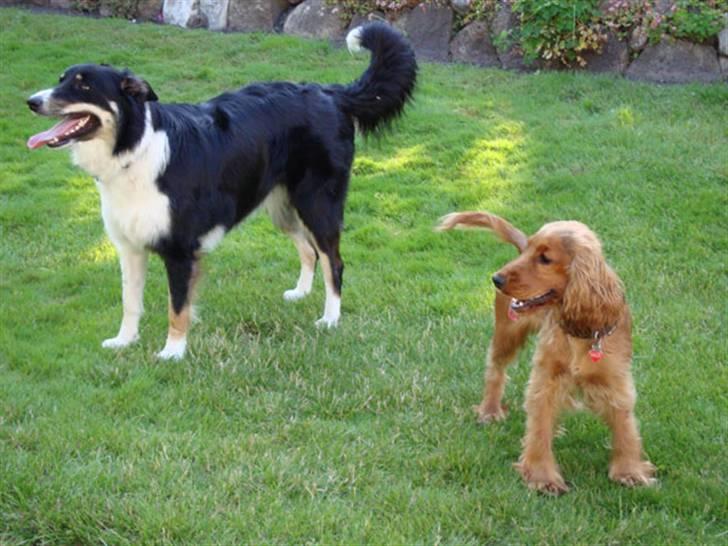 Cocker spaniel Sille - Sille og kusine Ziggi billede 16