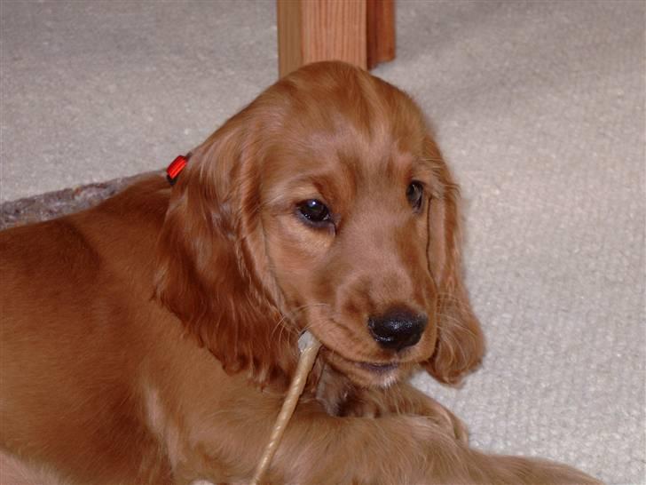 Cocker spaniel Sille - Gnuffle gnuffle billede 17