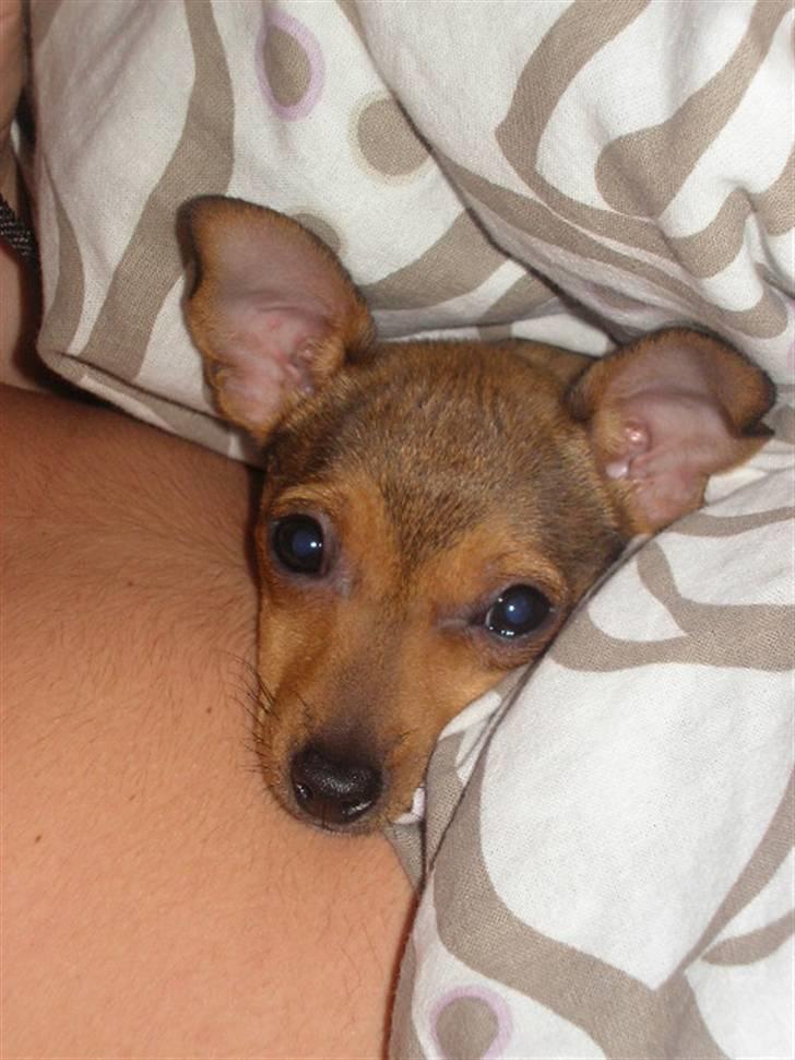 Blanding af racer Molly billede 12