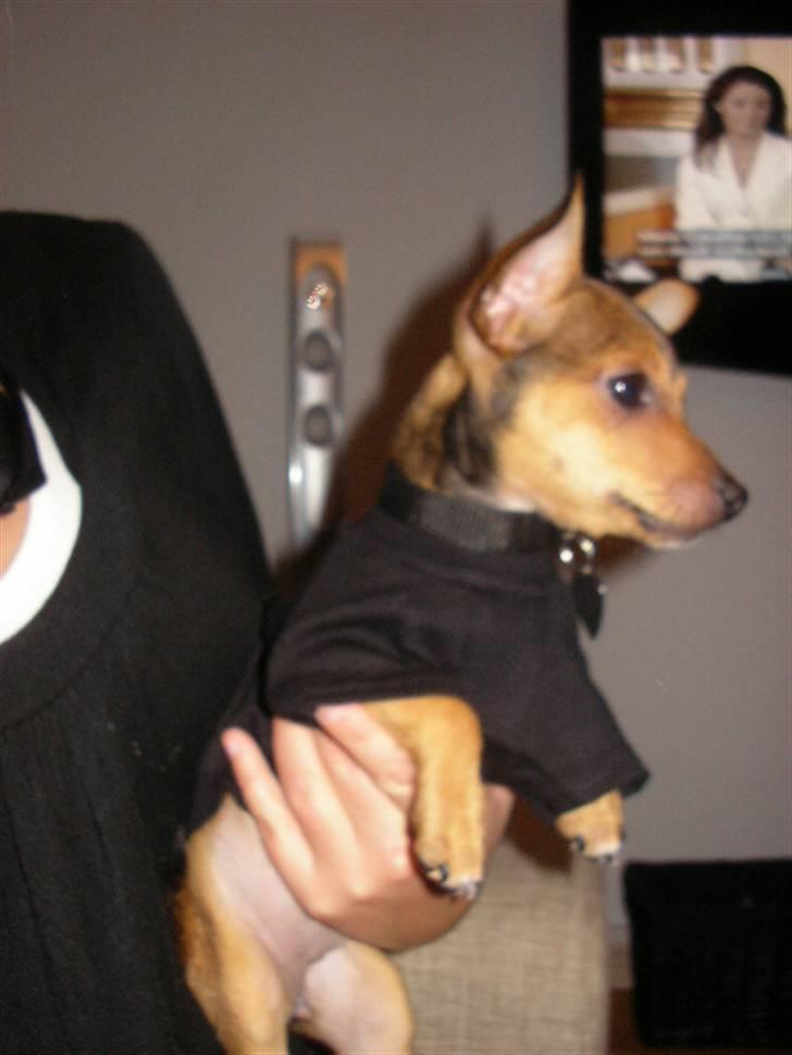 Blanding af racer Molly - Molly i sin nye bluse:o) billede 13