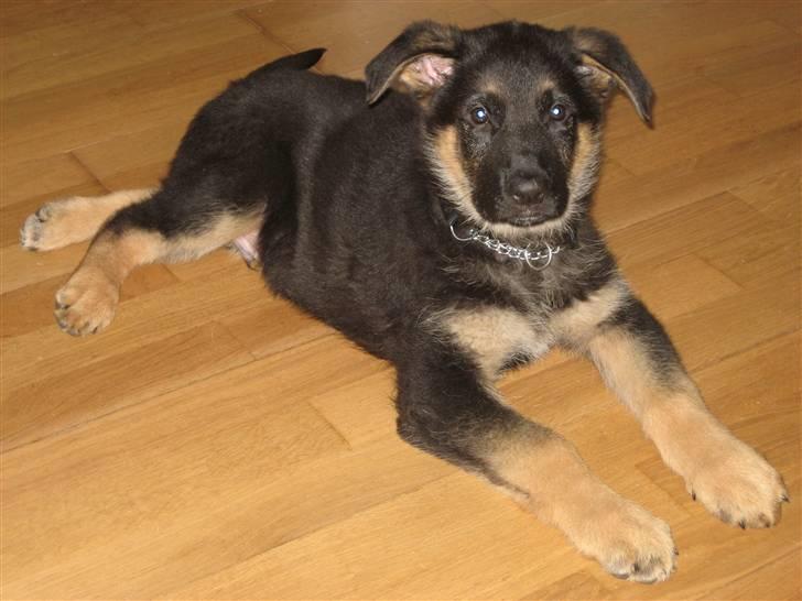 Schæferhund Cimba - 22-10 billede 14