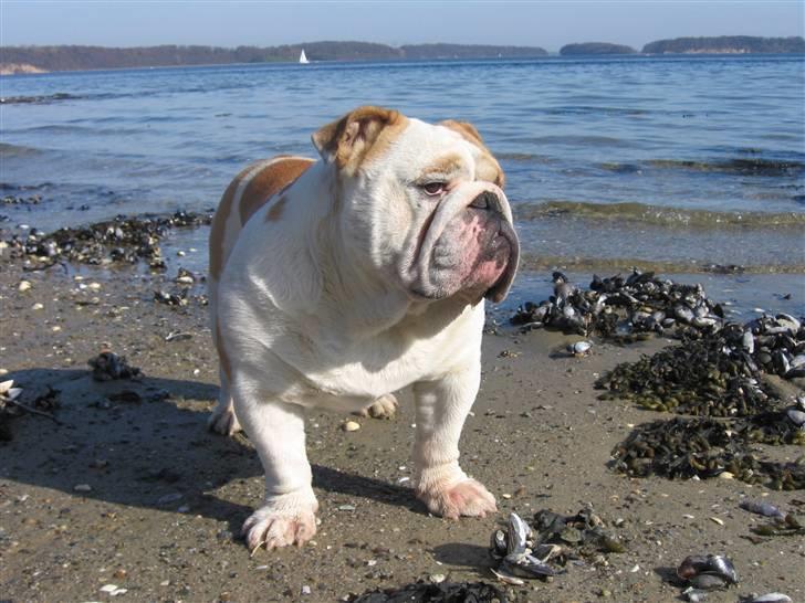 Engelsk bulldog Rickie død 31.03.08 - Strandløve billede 1