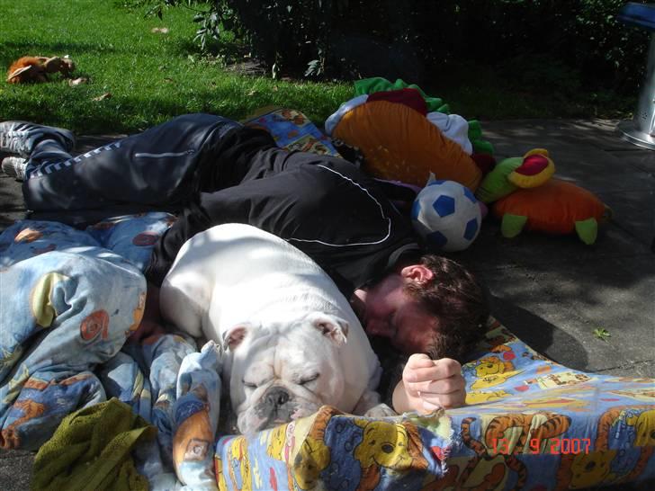 Engelsk bulldog Bacon - Når bullie-mor støvsuger er det bedst at ligge udenfor... billede 10