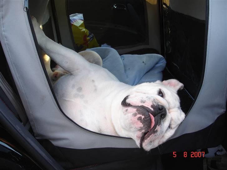 Engelsk bulldog Bacon - Mener du seriøst jeg skal stå ud af bilen?!! billede 11