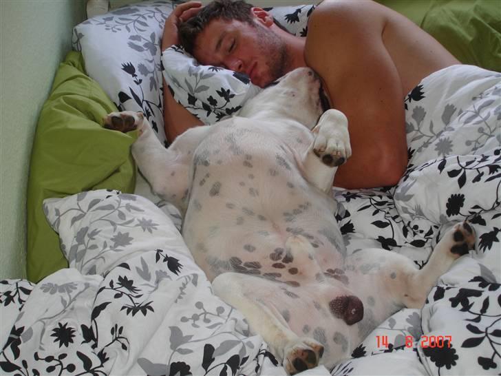 Engelsk bulldog Bacon - Camouflage-bullie... billede 12