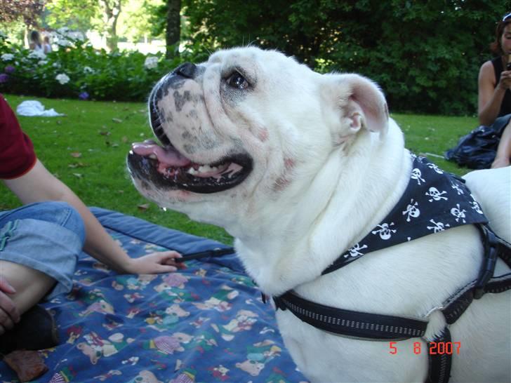 Engelsk bulldog Bacon - Lækreste bullie i verden! billede 13