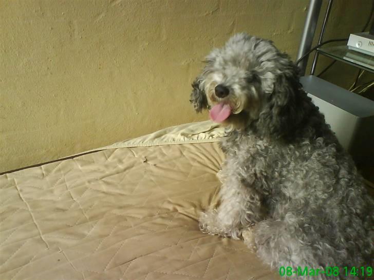 Dværgpuddel citta billede 1