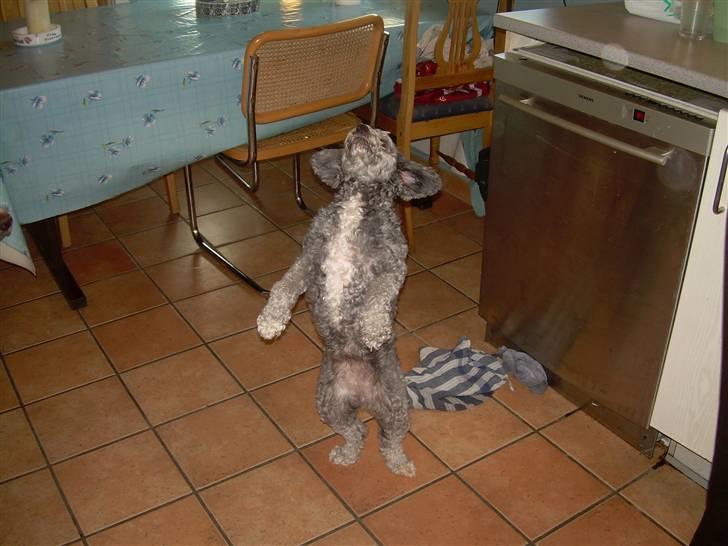 Dværgpuddel citta billede 2