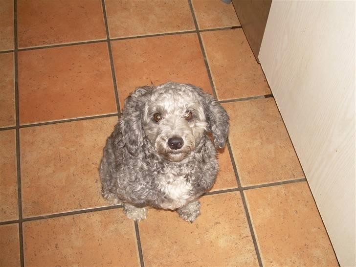 Dværgpuddel citta billede 4