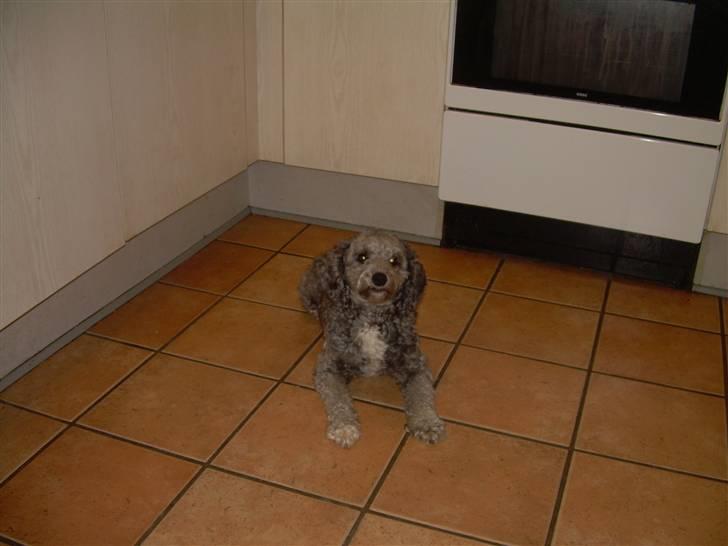 Dværgpuddel citta billede 5