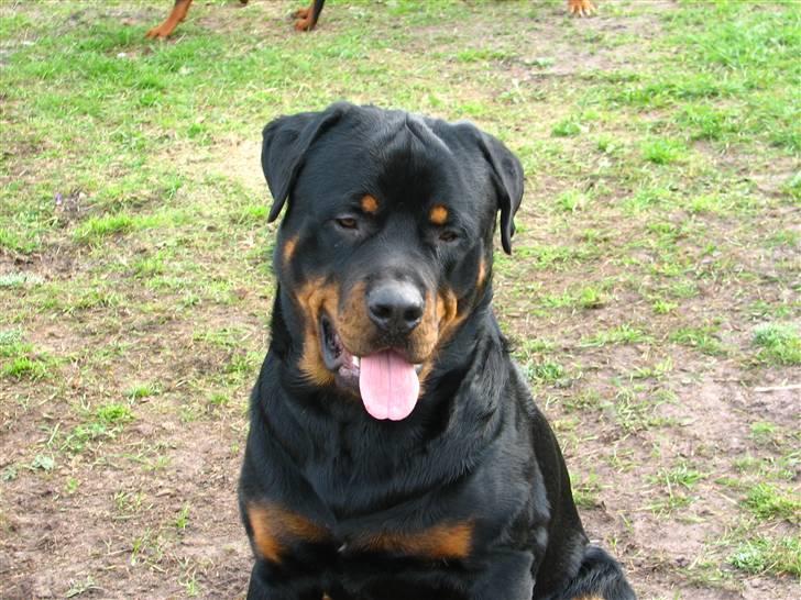 Rottweiler scago  billede 13