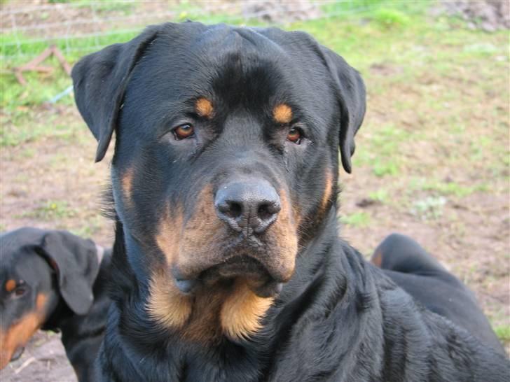 Rottweiler scago  billede 14