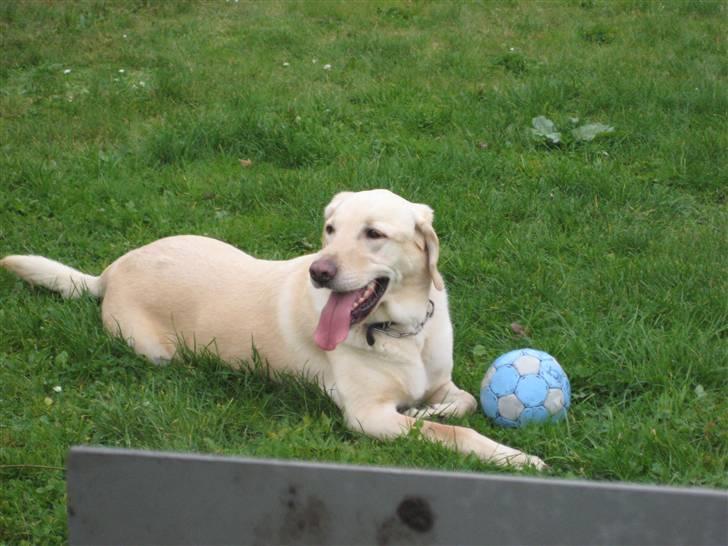 Labrador retriever Buster - Smukke Bulle :D billede 1