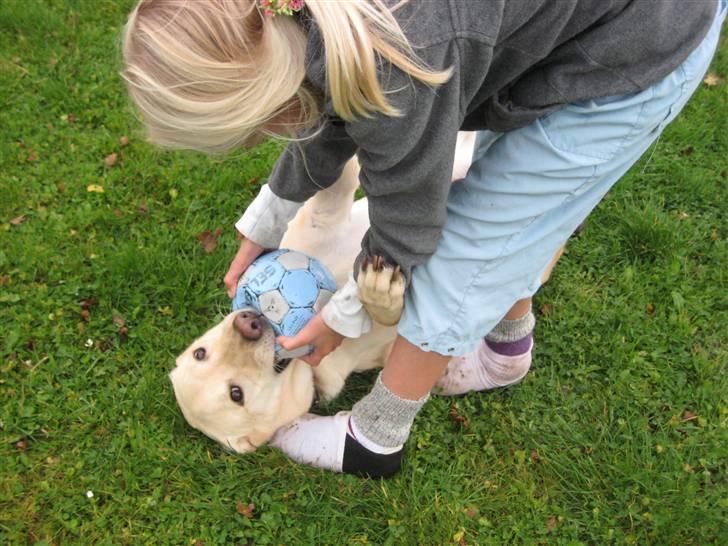 Labrador retriever Buster - Vi leger med bolden billede 2