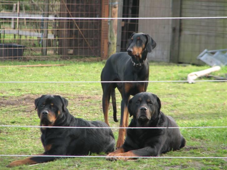 Rottweiler scago  - MIG OG MINE VENNER, ligger og passer på hestene:-) billede 15