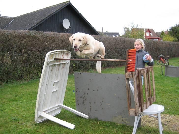 Labrador retriever Buster - Buster spriger 125! :O  billede 3