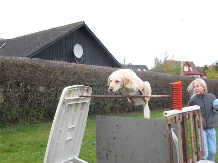 Labrador retriever Buster - Hooop! :p billede 4