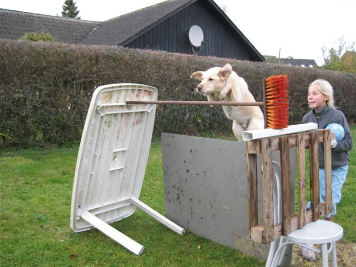 Labrador retriever Buster - Kom så Buster ! ! billede 5