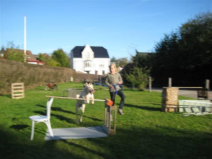 Labrador retriever Buster - Vandgraven! :) billede 6