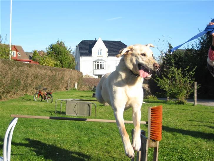 Labrador retriever Buster - Haha, sjove buller! billede 7