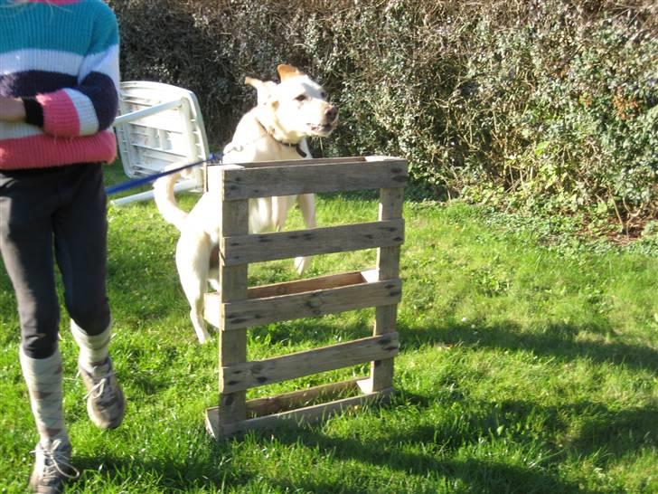 Labrador retriever Buster - Buster og Johanne. billede 8