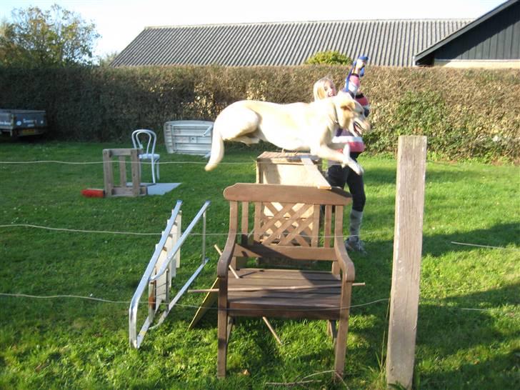 Labrador retriever Buster - Over 3 - kompinationen billede 9