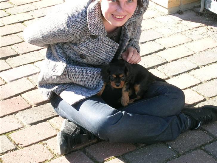Cavalier king charles spaniel Vega - Første dag hjemme hos mor og far..  billede 2