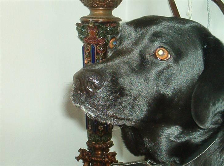 Labrador retriever Freja - Kan jeg ikke også få lidt mad ? billede 3