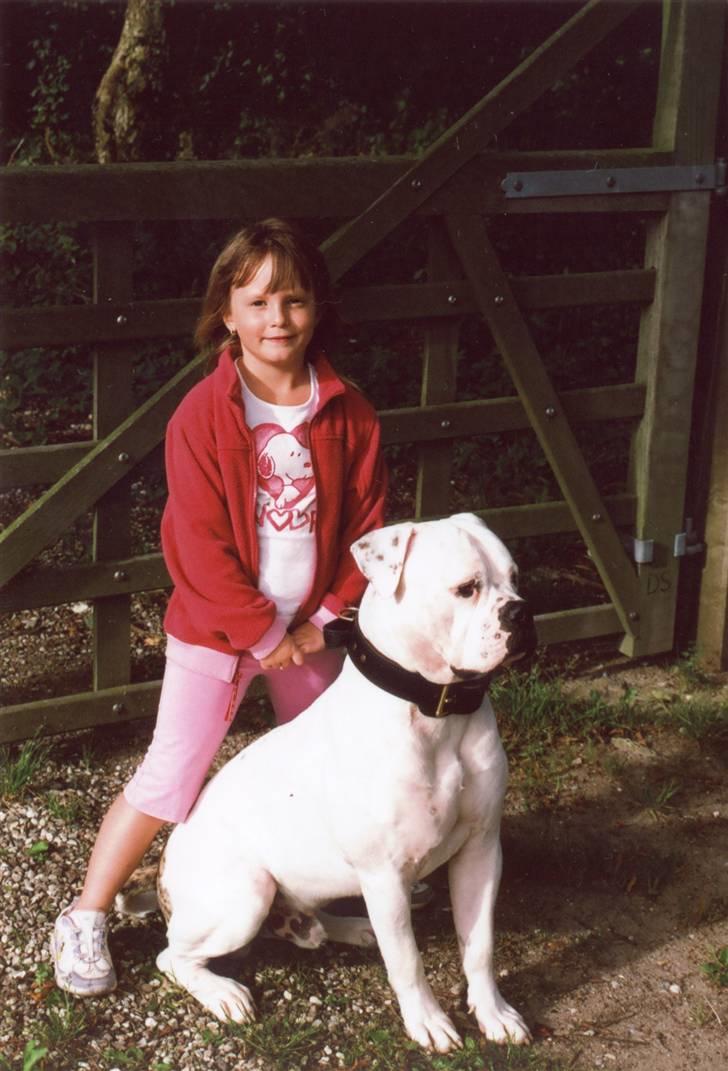 Amerikansk bulldog sonneholts rommel(don) billede 2