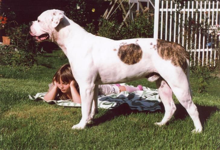 Amerikansk bulldog sonneholts rommel(don) billede 3