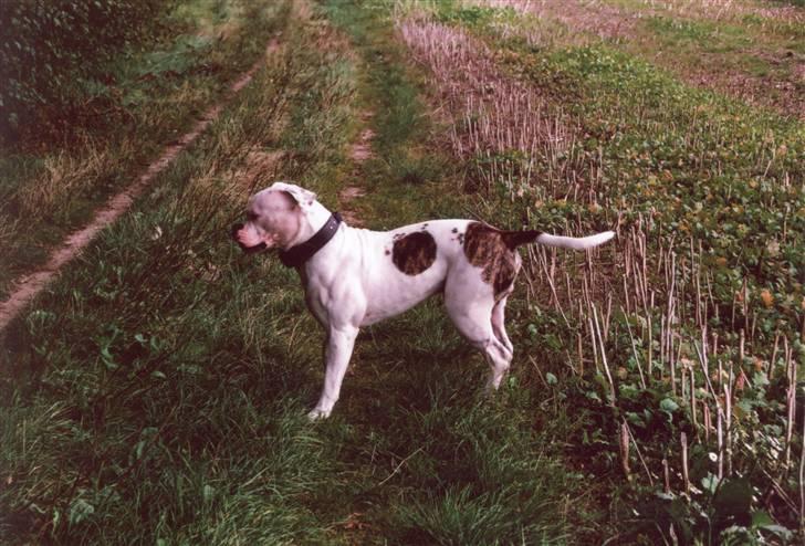 Amerikansk bulldog sonneholts rommel(don) billede 4