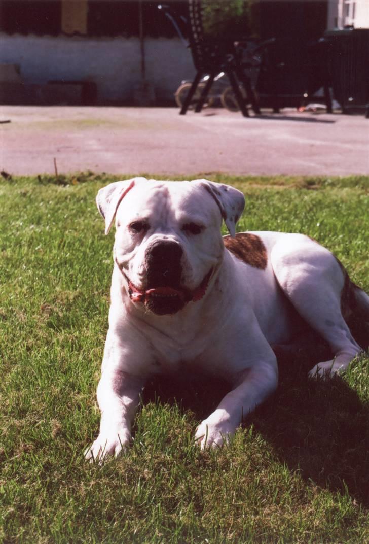 Amerikansk bulldog sonneholts rommel(don) billede 6