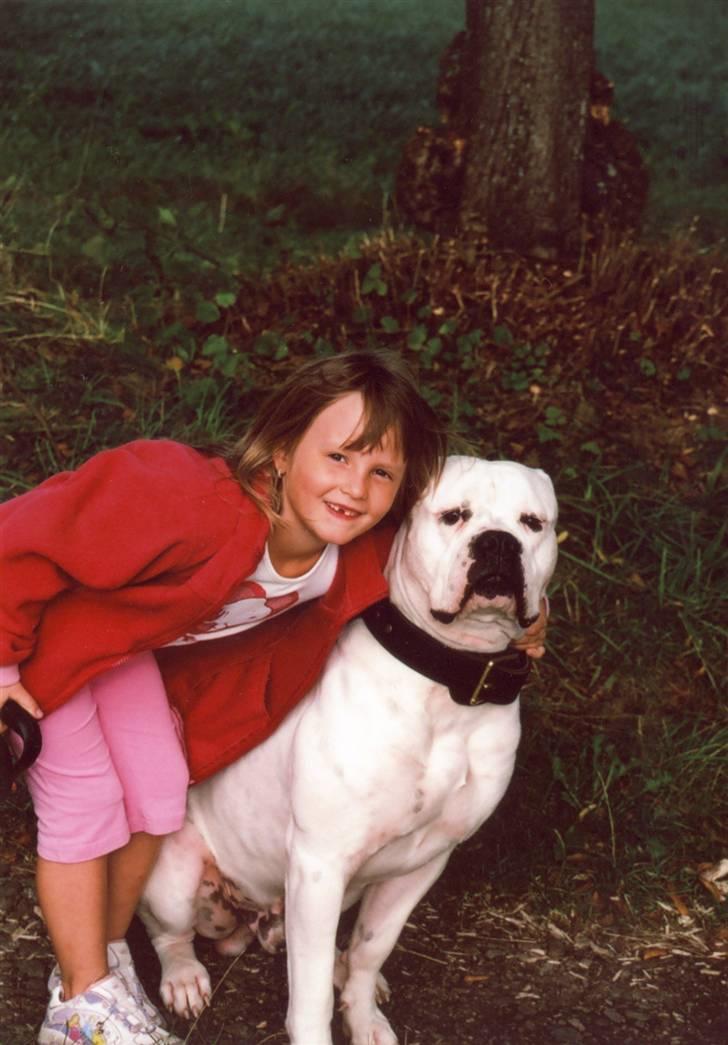 Amerikansk bulldog sonneholts rommel(don) billede 7