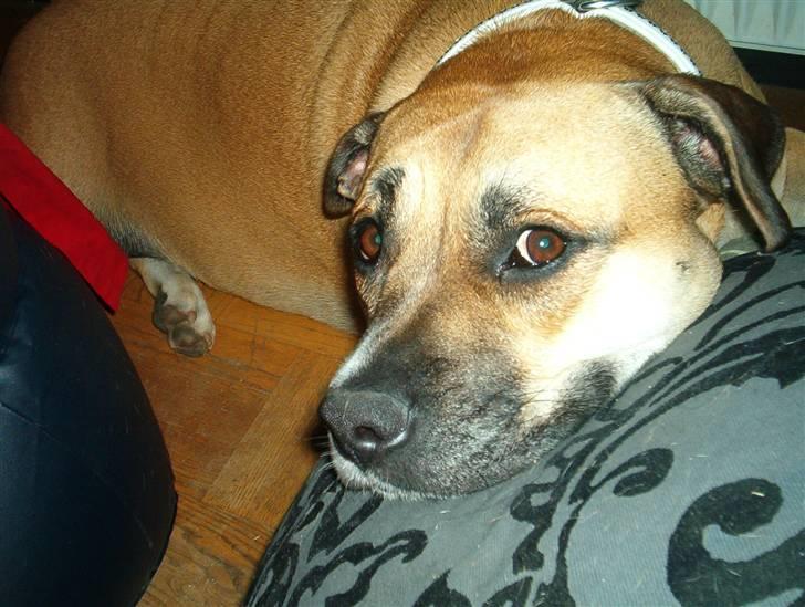 Dogo canario Bella billede 14