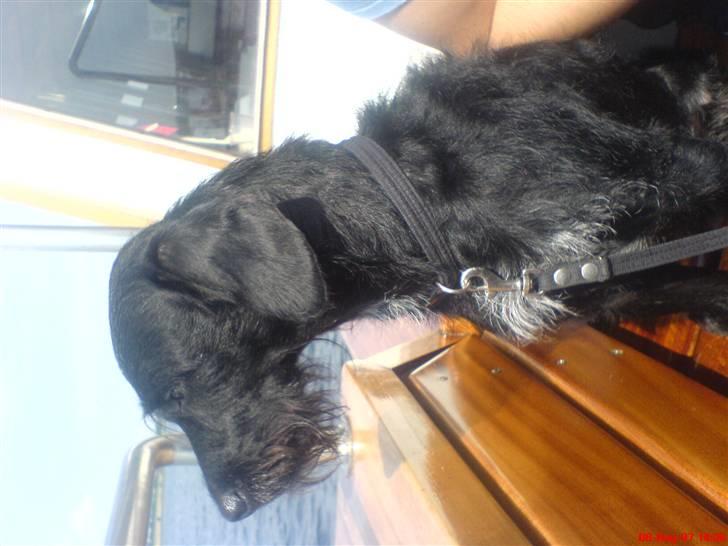 Blanding af racer Rottehund Max - Min første tur på vandet... jubiii godt jeg er på båden.... billede 1