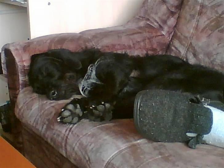 Blanding af racer Rottehund Max - jeg kan sove igen.. billede 2