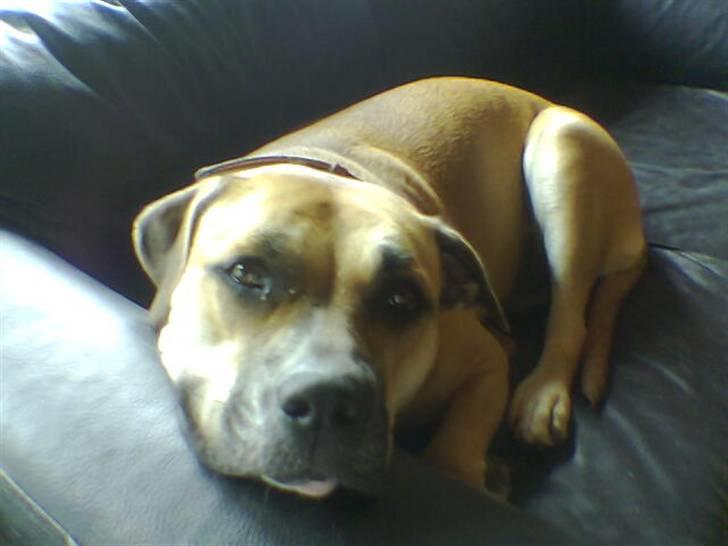 Dogo canario Bella billede 15