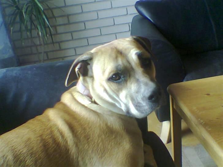 Dogo canario Bella billede 16