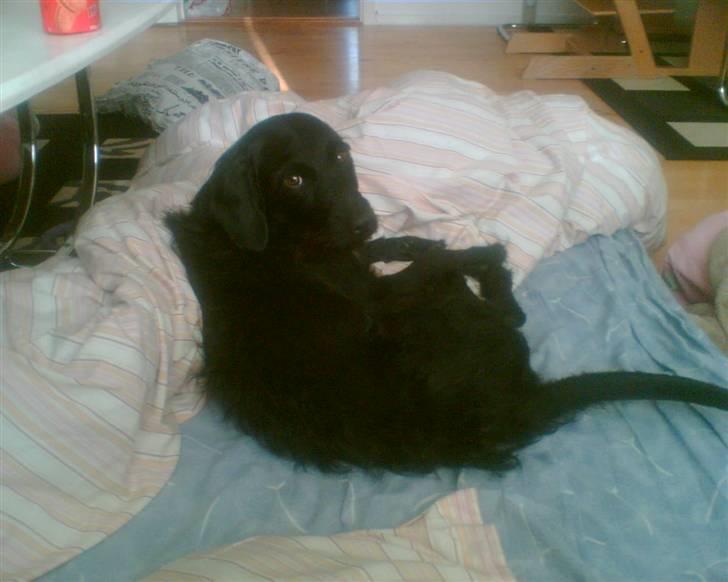 Blanding af racer Rottehund Max - jeg elsker at sove...  billede 4