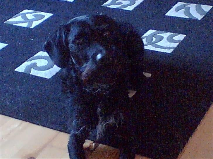 Blanding af racer Rottehund Max - hvis jeg nu lægger rigtig sød så kan det være jeg får noge lækkert... billede 5