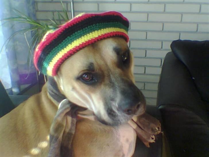 Dogo canario Bella billede 17