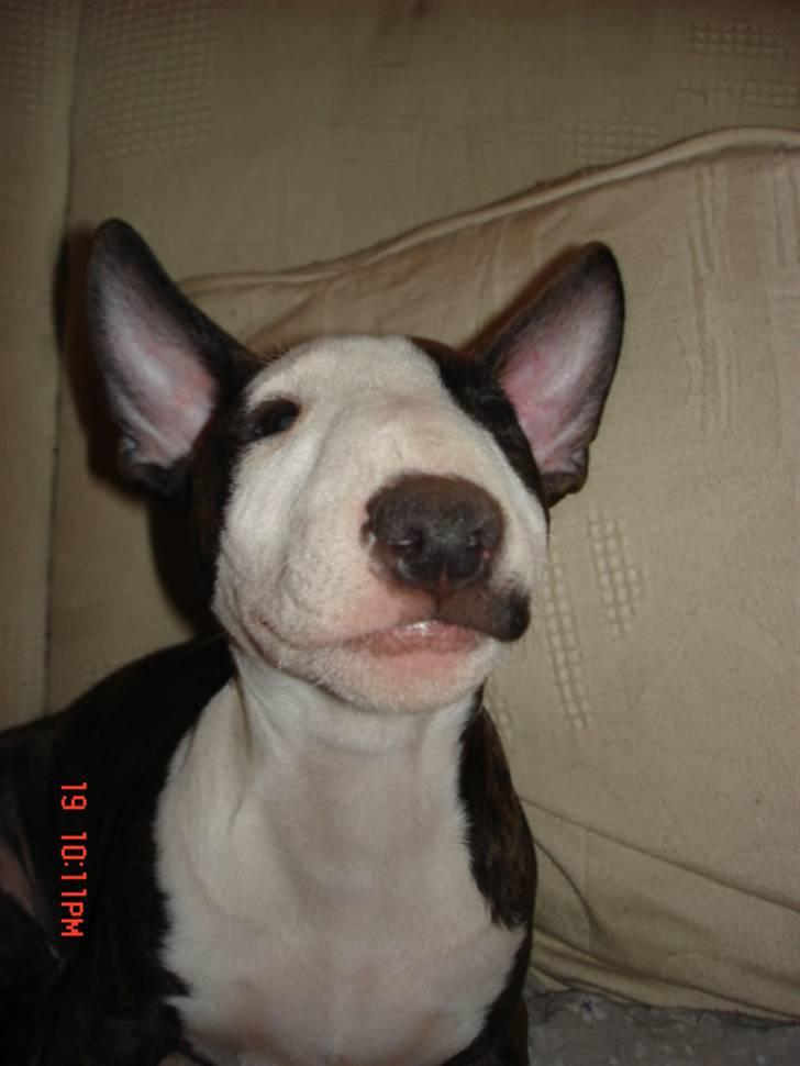 Bullterrier Diva - er hun ikke skøn..? billede 1