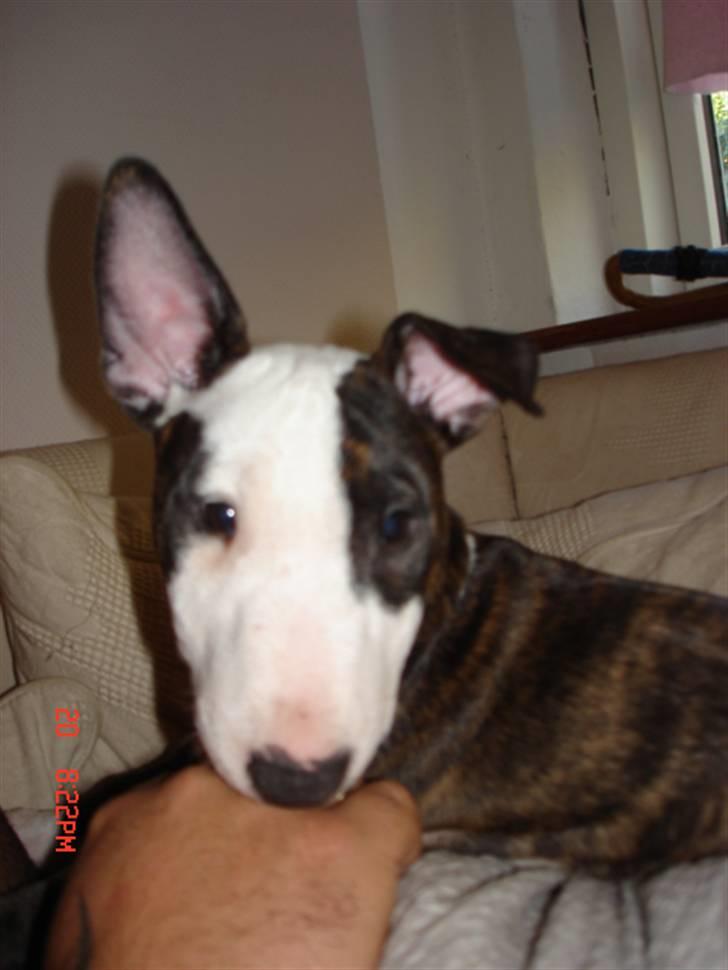 Bullterrier Diva - er lige stået op, hendes øre hænger hver gang hun har ligget og sovet på det. de har stået op fra hun var 5 uger. billede 2