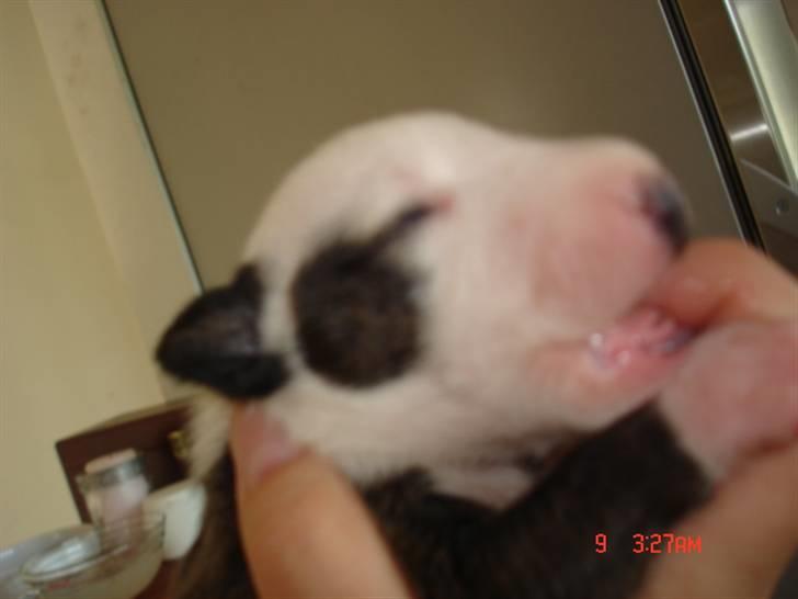 Bullterrier Diva - lille bitte div.... billede 3