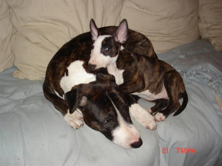 Bullterrier Diva - hygger med farmand.. billede 4